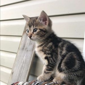 Meet your Posher, Veronica